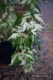 - Acer crataegifolium 'Meuri no fu' Variegated Snakebark Japanese Maple - Mr Maple │ Buy Japanese Maple Trees