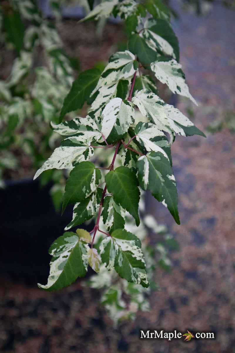 - Acer crataegifolium 'Meuri no fu' Variegated Snakebark Japanese Maple - Mr Maple │ Buy Japanese Maple Trees
