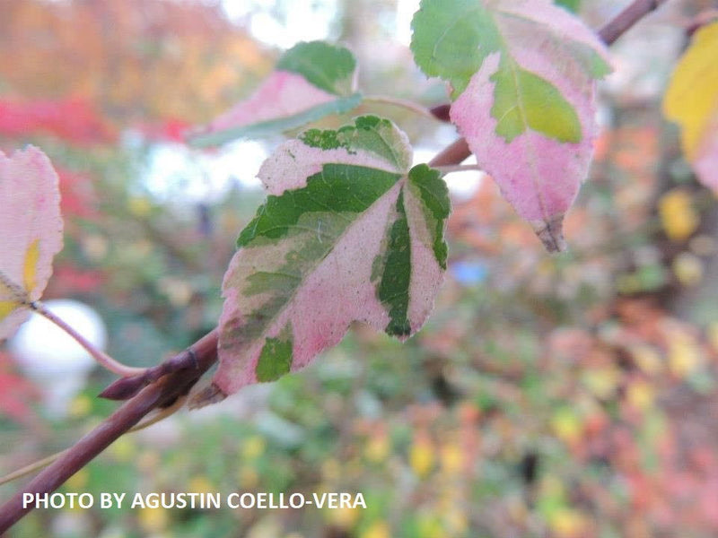 - Acer crataegifolium 'Veitchii' Variegated Snakebark Japanese Maple - Mr Maple │ Buy Japanese Maple Trees