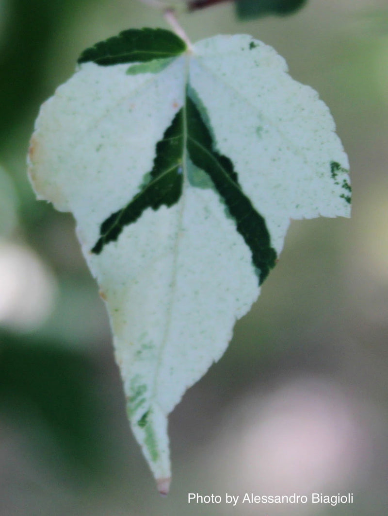 - Acer crataegifolium 'Veitchii' Variegated Snakebark Japanese Maple - Mr Maple │ Buy Japanese Maple Trees