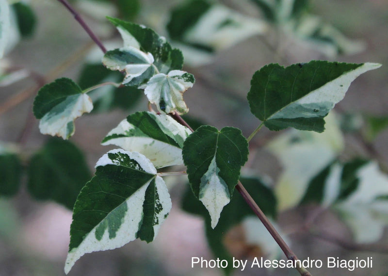 - Acer crataegifolium 'Veitchii' Variegated Snakebark Japanese Maple - Mr Maple │ Buy Japanese Maple Trees