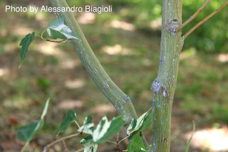 - Acer crataegifolium 'Veitchii' Variegated Snakebark Japanese Maple - Mr Maple │ Buy Japanese Maple Trees