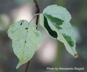 - Acer crataegifolium 'Veitchii' Variegated Snakebark Japanese Maple - Mr Maple │ Buy Japanese Maple Trees