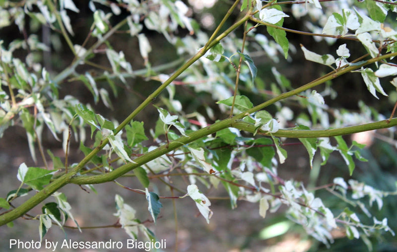 - Acer crataegifolium 'Veitchii' Variegated Snakebark Japanese Maple - Mr Maple │ Buy Japanese Maple Trees