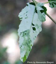 - Acer crataegifolium 'Veitchii' Variegated Snakebark Japanese Maple - Mr Maple │ Buy Japanese Maple Trees