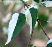 - Acer crataegifolium 'Veitchii' Variegated Snakebark Japanese Maple - Mr Maple │ Buy Japanese Maple Trees