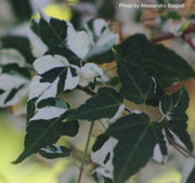- Acer crataegifolium 'Veitchii' Variegated Snakebark Japanese Maple - Mr Maple │ Buy Japanese Maple Trees