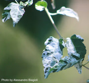 - Acer crataegifolium 'Veitchii' Variegated Snakebark Japanese Maple - Mr Maple │ Buy Japanese Maple Trees