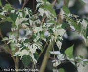 - Acer crataegifolium 'Veitchii' Variegated Snakebark Japanese Maple - Mr Maple │ Buy Japanese Maple Trees