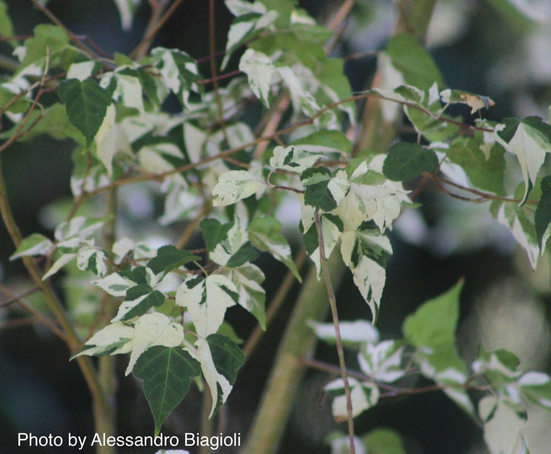 - Acer crataegifolium 'Veitchii' Variegated Snakebark Japanese Maple - Mr Maple │ Buy Japanese Maple Trees