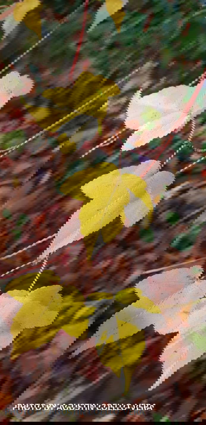 - Acer crataegifolium 'Veitchii' Variegated Snakebark Japanese Maple - Mr Maple │ Buy Japanese Maple Trees