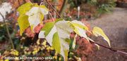 - Acer crataegifolium 'Veitchii' Variegated Snakebark Japanese Maple - Mr Maple │ Buy Japanese Maple Trees