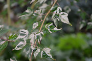 - Acer crataegifolium 'Veitchii' Variegated Snakebark Japanese Maple - Mr Maple │ Buy Japanese Maple Trees