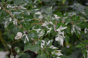 - Acer crataegifolium 'Veitchii' Variegated Snakebark Japanese Maple - Mr Maple │ Buy Japanese Maple Trees