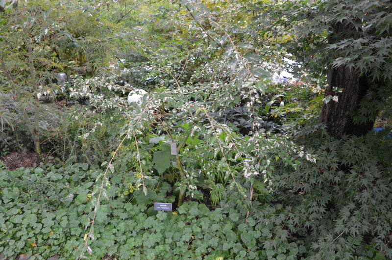 - Acer crataegifolium 'Veitchii' Variegated Snakebark Japanese Maple - Mr Maple │ Buy Japanese Maple Trees