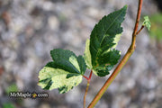 - Acer crataegifolium 'Veitchii' Variegated Snakebark Japanese Maple - Mr Maple │ Buy Japanese Maple Trees