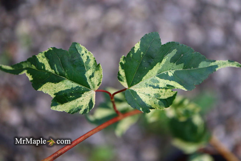 - Acer crataegifolium 'Veitchii' Variegated Snakebark Japanese Maple - Mr Maple │ Buy Japanese Maple Trees