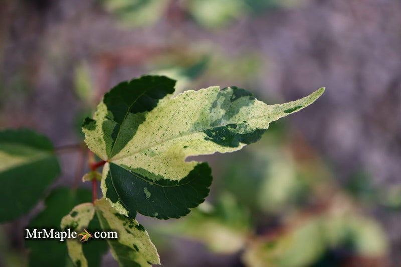 - Acer crataegifolium 'Veitchii' Variegated Snakebark Japanese Maple - Mr Maple │ Buy Japanese Maple Trees