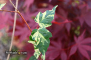 - Acer crataegifolium 'Veitchii' Variegated Snakebark Japanese Maple - Mr Maple │ Buy Japanese Maple Trees