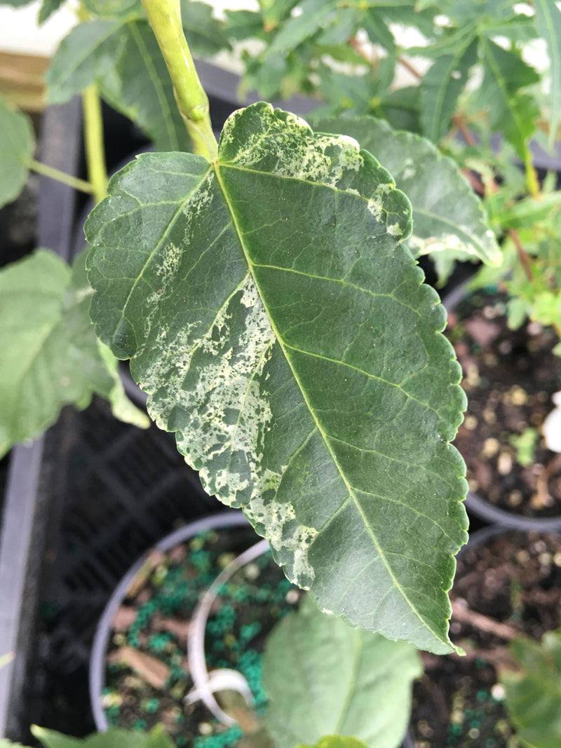 - Acer crataegifolum 'Kofuji nishiki' Variegated Snakebark Japanese Maple - Mr Maple │ Buy Japanese Maple Trees