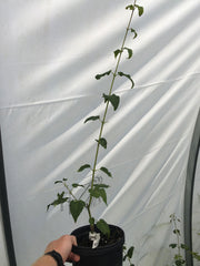 - Acer crataegifolum 'Kofuji nishiki' Variegated Snakebark Japanese Maple - Mr Maple │ Buy Japanese Maple Trees