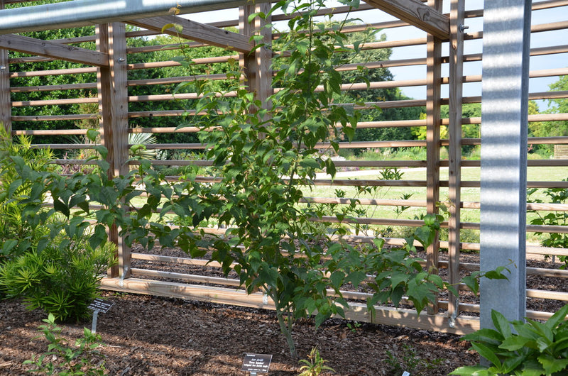 - Acer davidii 'Dawn Rainbow' Variegated Snakebark Japanese Maple - Mr Maple │ Buy Japanese Maple Trees