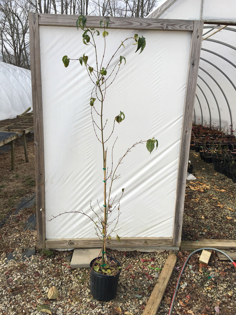 - Acer davidii 'Dawn Rainbow' Variegated Snakebark Japanese Maple - Mr Maple │ Buy Japanese Maple Trees