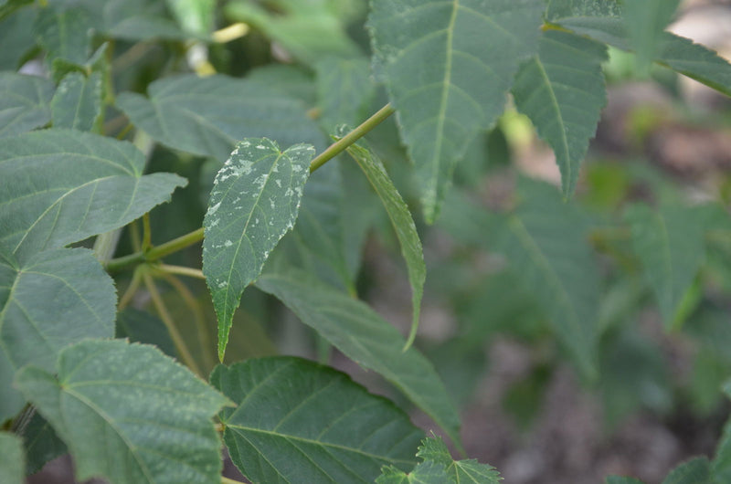 - Acer davidii 'Dawn Rainbow' Variegated Snakebark Japanese Maple - Mr Maple │ Buy Japanese Maple Trees