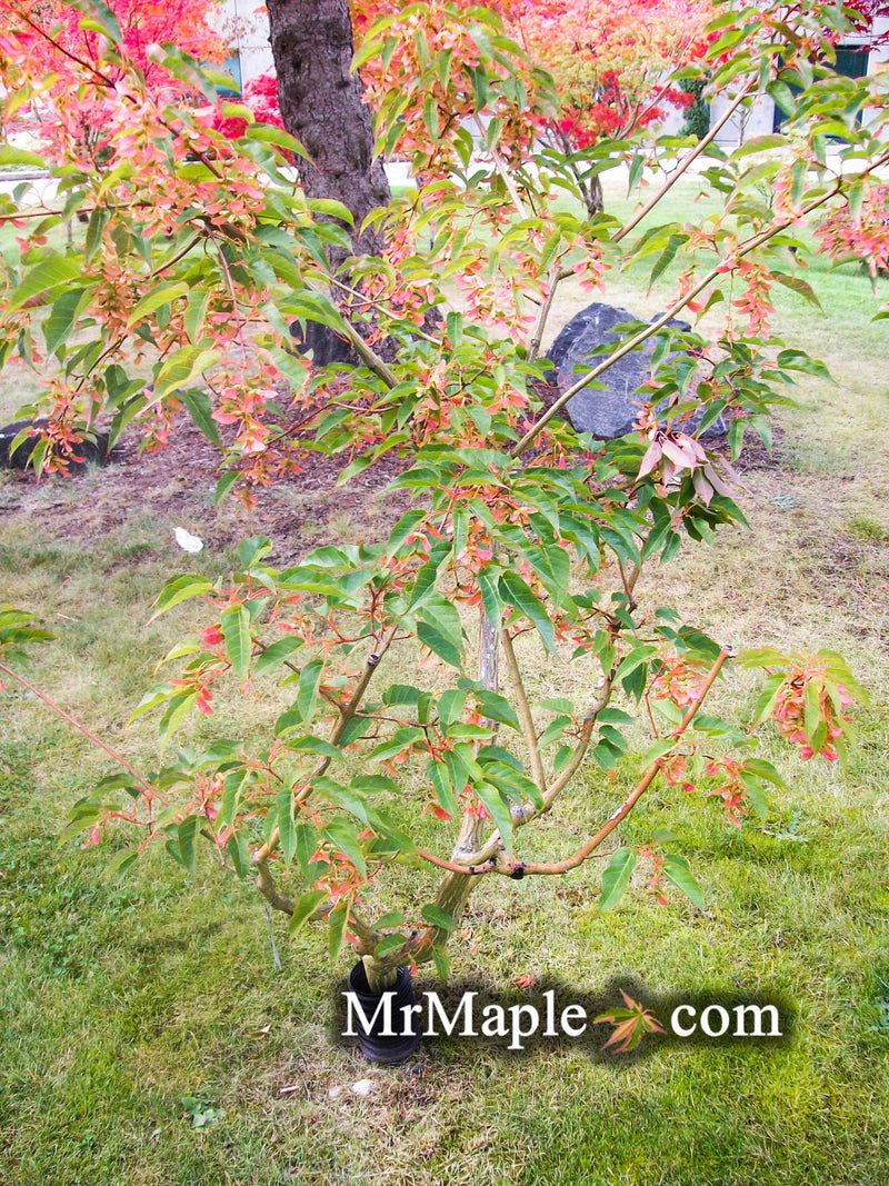 - Acer davidii 'Serpentine' Snakebark Japanese Maple - Mr Maple │ Buy Japanese Maple Trees