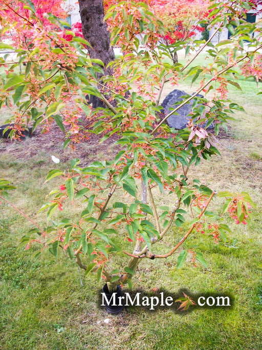 - Acer davidii 'Serpentine' Snakebark Japanese Maple - Mr Maple │ Buy Japanese Maple Trees