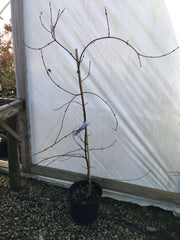 - Acer davidii 'Serpentine' Snakebark Japanese Maple - Mr Maple │ Buy Japanese Maple Trees