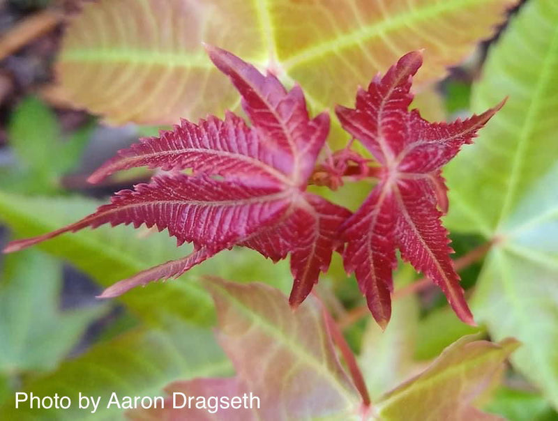 - Acer elegantulum Rare Elegant Chinese Maple Tree - Mr Maple │ Buy Japanese Maple Trees