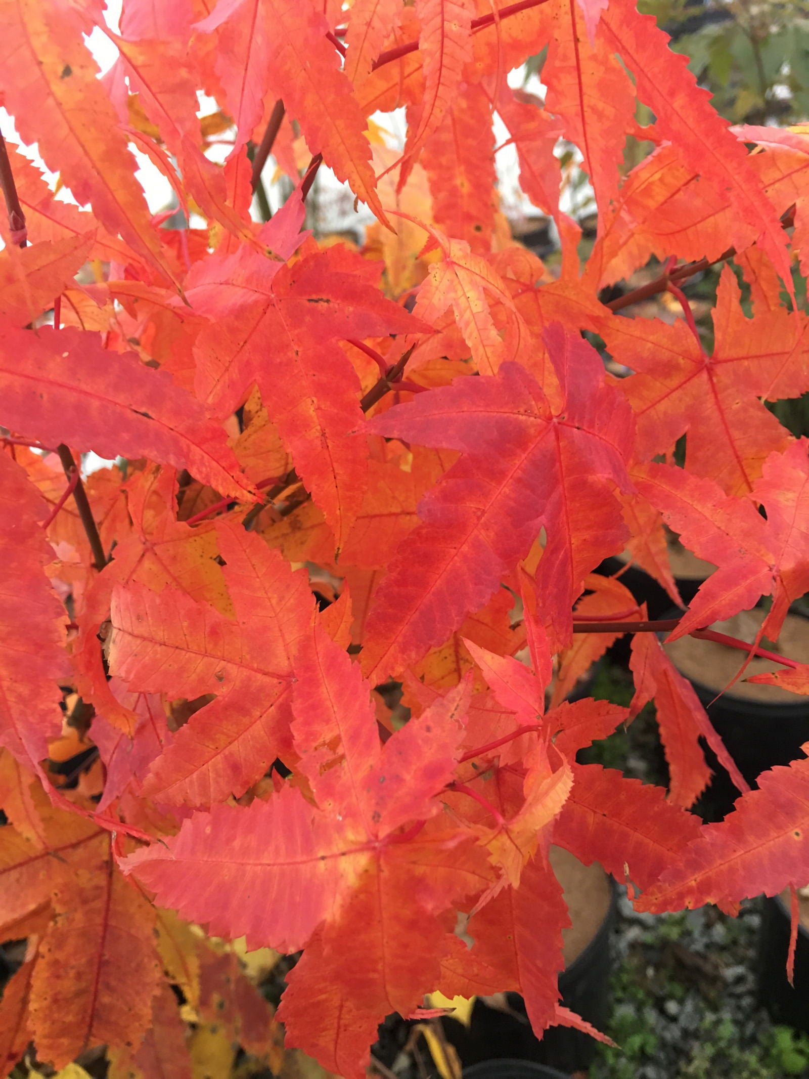 Buy Acer elegantulum Rare Elegant Chinese Maple Tree — Mr Maple │ Buy ...