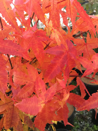 - Acer elegantulum Rare Elegant Chinese Maple Tree - Mr Maple │ Buy Japanese Maple Trees