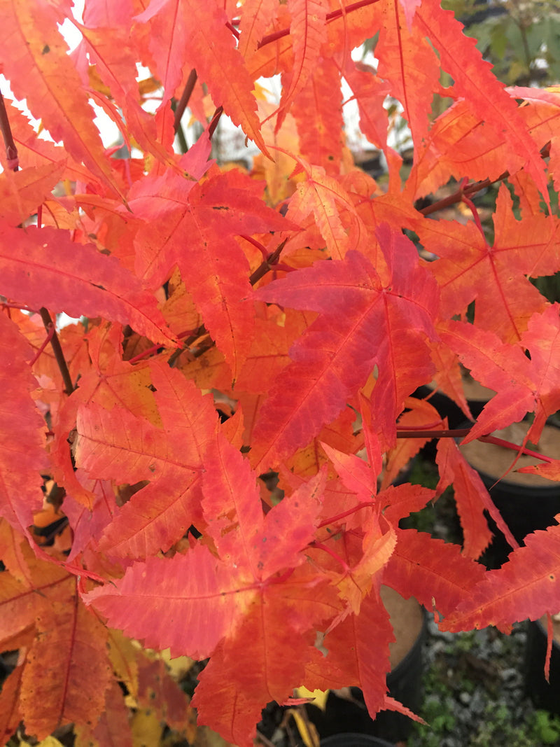 - Acer elegantulum Rare Elegant Chinese Maple Tree - Mr Maple │ Buy Japanese Maple Trees