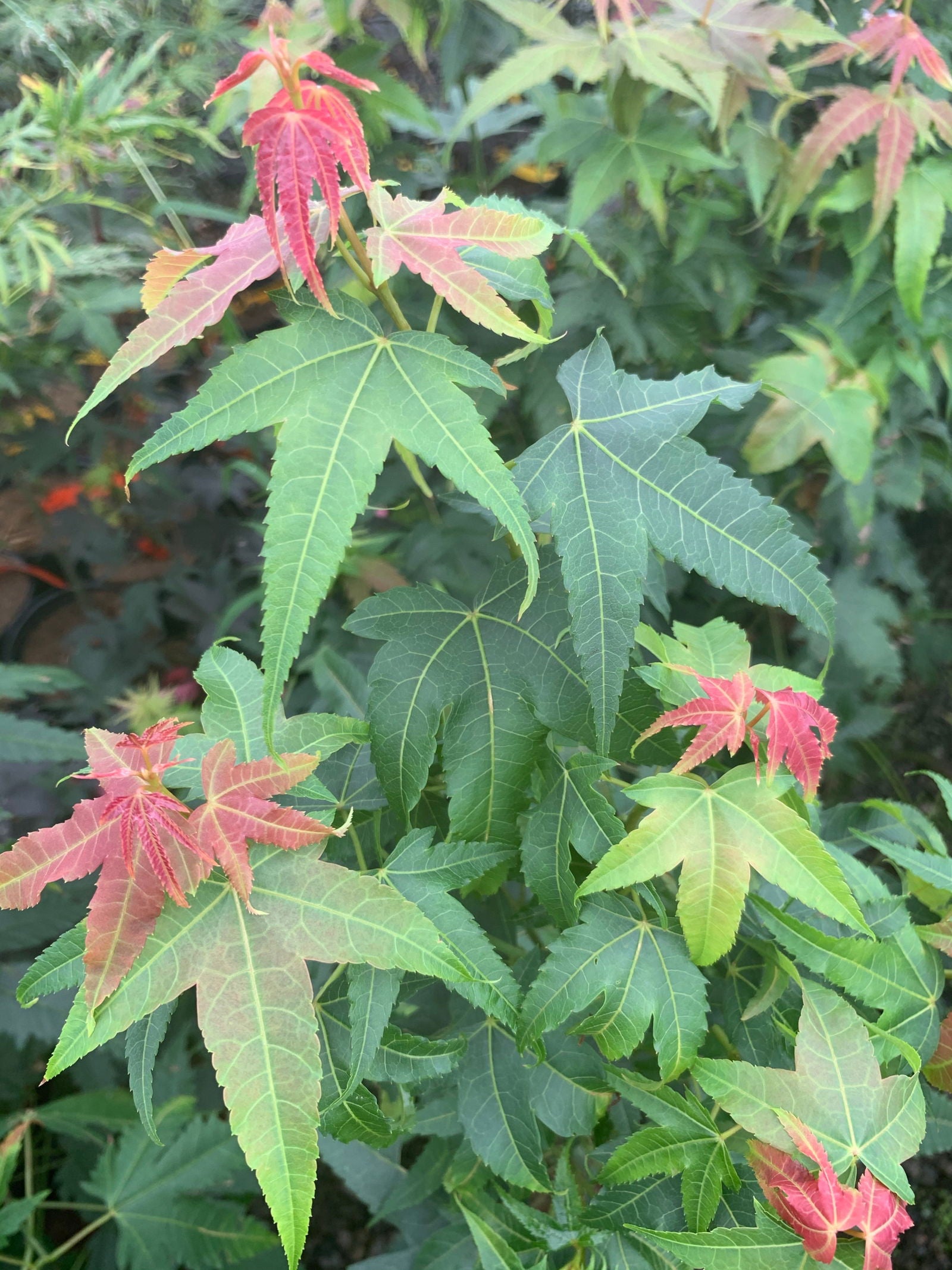 Buy Acer elegantulum Rare Elegant Chinese Maple Tree — Mr Maple │ Buy ...