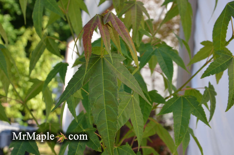 - Acer elegantulum Rare Elegant Chinese Maple Tree - Mr Maple │ Buy Japanese Maple Trees