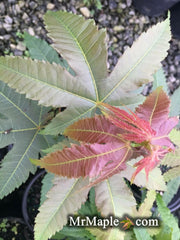 - Acer elegantulum Rare Elegant Chinese Maple Tree - Mr Maple │ Buy Japanese Maple Trees