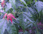 - Acer elegantulum Rare Elegant Chinese Maple Tree - Mr Maple │ Buy Japanese Maple Trees