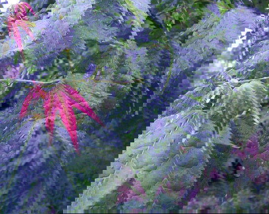 - Acer elegantulum Rare Elegant Chinese Maple Tree - Mr Maple │ Buy Japanese Maple Trees