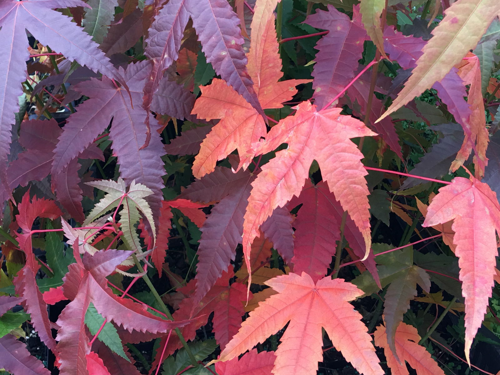 Chinese Maple Tree Spring Buy Acer elegantulum Rare Elegant Chinese Maple Tree — Mr Maple │ Buy ...