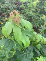 - Acer elegantulum Rare Elegant Chinese Maple Tree - Mr Maple │ Buy Japanese Maple Trees