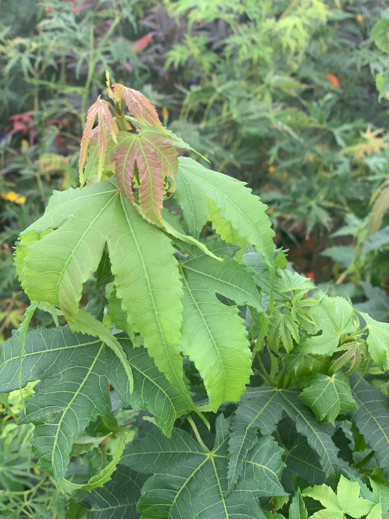 - Acer elegantulum Rare Elegant Chinese Maple Tree - Mr Maple │ Buy Japanese Maple Trees