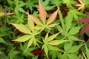 - Acer elegantulum x palmatum 'Johnnie's Giant' Japanese Maple - Mr Maple │ Buy Japanese Maple Trees
