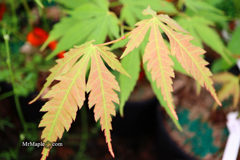 - Acer elegantulum x palmatum 'Johnnie's Giant' Japanese Maple - Mr Maple │ Buy Japanese Maple Trees