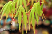 - Acer elegantulum x palmatum 'Johnnie's Giant' Japanese Maple - Mr Maple │ Buy Japanese Maple Trees