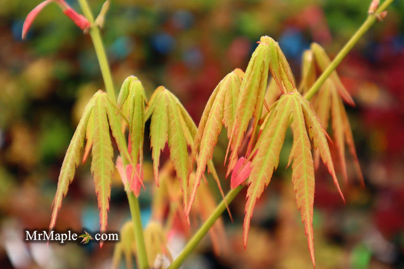 - Acer elegantulum x palmatum 'Johnnie's Giant' Japanese Maple - Mr Maple │ Buy Japanese Maple Trees