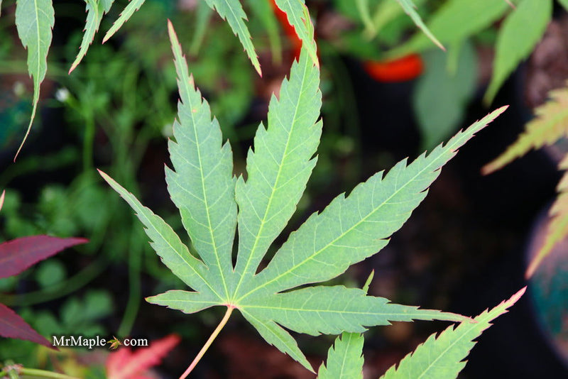 - Acer elegantulum x palmatum 'Johnnie's Giant' Japanese Maple - Mr Maple │ Buy Japanese Maple Trees