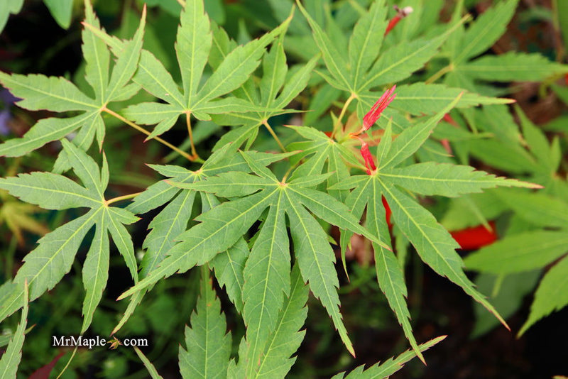 - Acer elegantulum x palmatum 'Johnnie's Giant' Japanese Maple - Mr Maple │ Buy Japanese Maple Trees