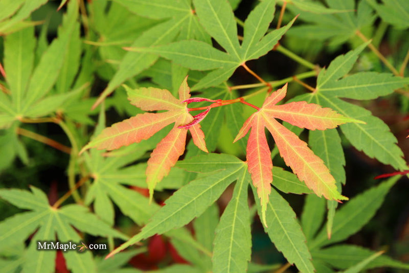 - Acer elegantulum x palmatum 'Johnnie's Giant' Japanese Maple - Mr Maple │ Buy Japanese Maple Trees